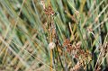 21.10.2012 Saline di Priolo (165)